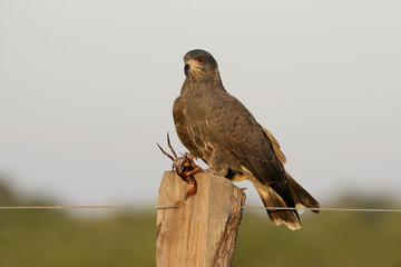 Snail kite, Rostrhamus sociabilis