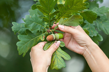 Obraz premium Ripe acorns on the branches of the oak.