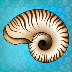 Nautilus
