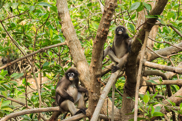 two macaque