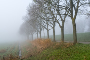 Obraz na płótnie Canvas Row of trees in a dense fog