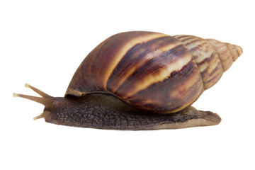 iSolated Snail on white background
