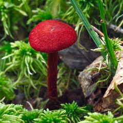 Mushroom in autumn forest