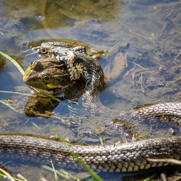 Snake Eating Frog