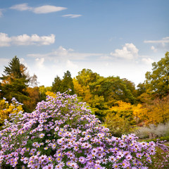 Obraz premium Beautiful autumn flowers in the autumn park.