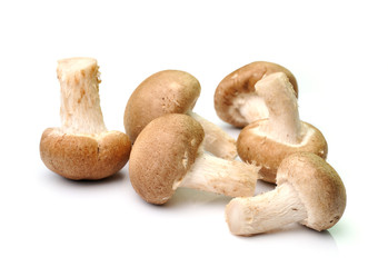 mushroom isolated on white background