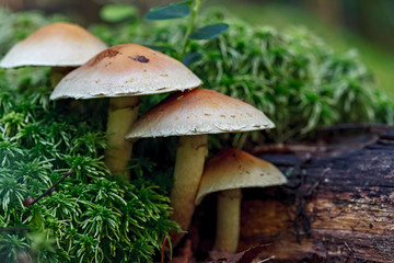 Mushroom in autumn forest