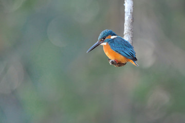 止まり木のカワセミ