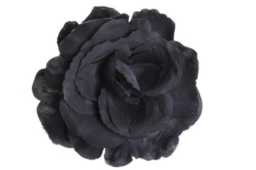 Black flower head rose on white background 