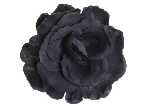 Fototapeta Black flower head rose on white background 