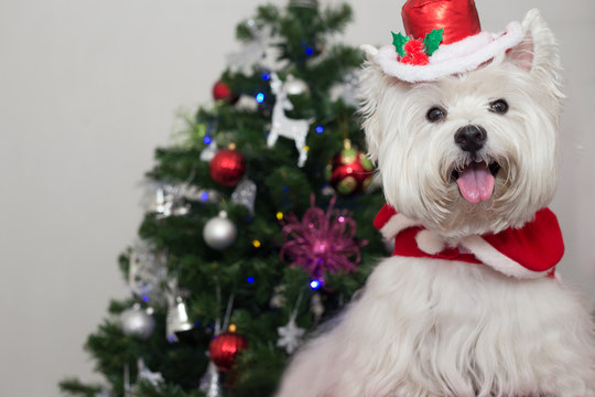 Cute Westie With Christmas Tree Background