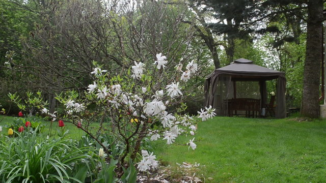 Magnolia blooms tulips and bower summerhouse in sping garden