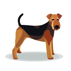 Airedale Terrier on White Background