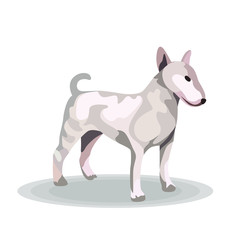 Obraz na płótnie Canvas Bull Terrier on White Background