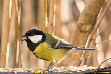 Cinciallegra primo piano mangiatoia