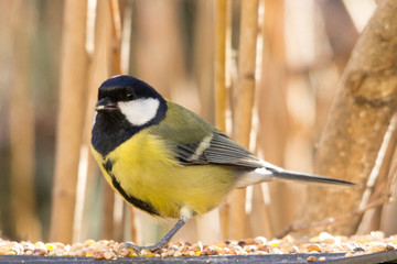 Cinciallegra primo piano mangiatoia