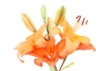 Detail of flowering orange lily