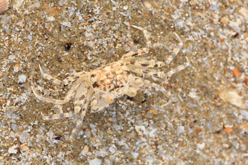 Ghost crab