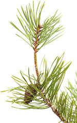 pine brach isolated on white