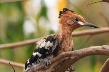 eurasian hoopoe.