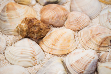 Sea shells on sand as background