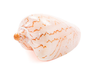 Sea shell on white background