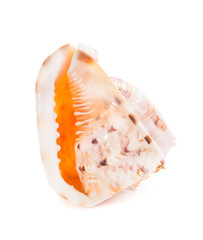 Sea shell on white background