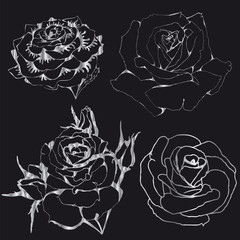 silver roses. silhouettes of flowers on a black background.