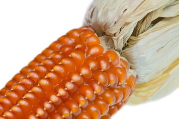 Pannocchia di Pignoletto giallo