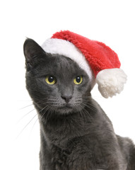 Christmas cat - Gray Cat Santa, isolated on white background