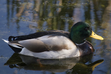 Mallard duck (Anas platyrhynchos)
