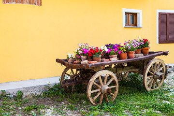 Tuscany flowers