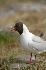 Lachmöwen rufend (Larus ridibundus)