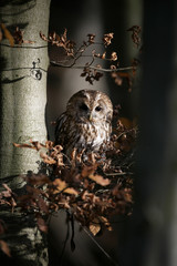 Fototapeta premium Tawny owl, Strix aluco,