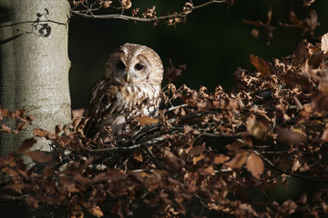 Tawny owl, Strix aluco,