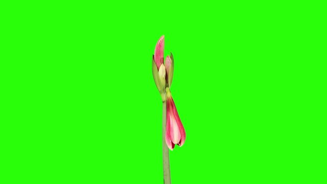 Growth of red hippeastrum flower buds green screen, FULL HD.