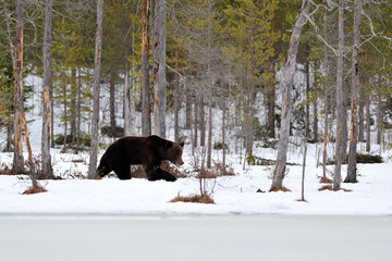 Brown bear walking on the snow