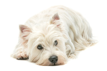 West highland white terrier