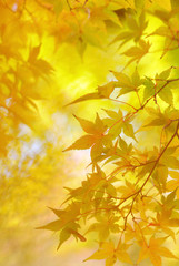 Golden leaves of japanese maple tree and abstract background