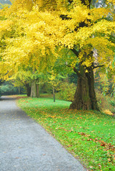 Fototapeta premium Gingko biloba with golden leaves in autumn season