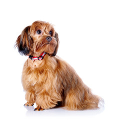 The red puppy of a decorative doggie.