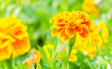 Marigold