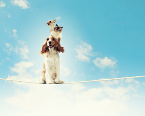 Dog balancing on rope