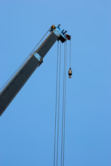 Blue crane and sky