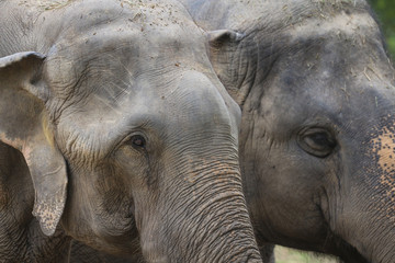 Fototapeta premium Closeup of elephant head