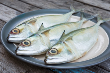 Indian mackerel