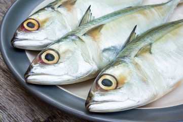 Indian mackerel