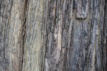 bark