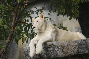 White leo