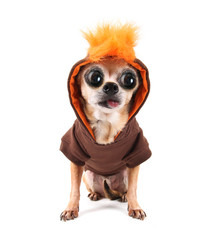 a cute chihuahua in a costume